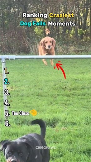 Ranking The Craziest Dog Fails Moments🤣 #shorts #dogfails #funnydogs