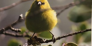 Art exhibit celebrates Hawaii’s native birds, forests