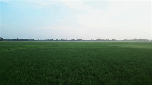Fields, Rice Fields, Grass. Free Stock Video
