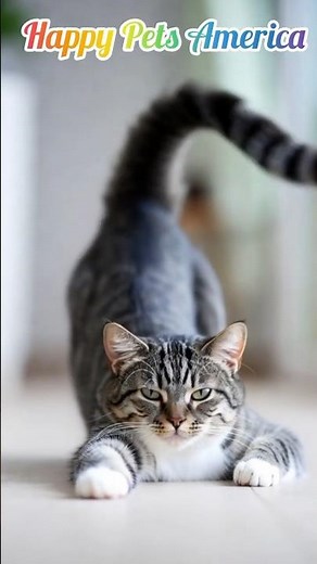 Cat Full Body Stretching Exercise For Flexibility 😄 #cat #yoga #relaxingmusic #teaching
