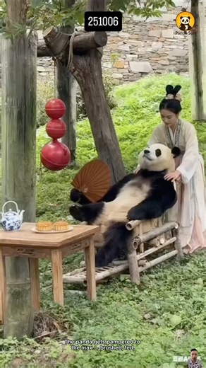 Panda getting full VIP care | 판다가 완전 VIP 케어 받는 중 #둥이 #funny #cute #animals