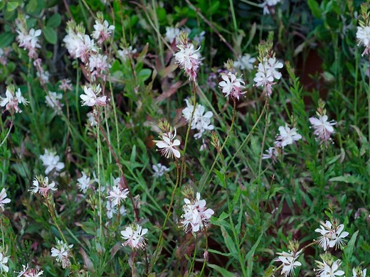 How to grow and care for gaura
