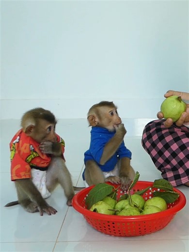 Funny Baby Monkey Bom's Family | Mr Bon