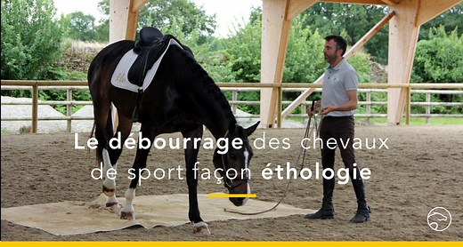 Comment faire le débourrage de son cheval en 4 semaines | Equisense - Blog