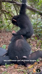 We will never tire of these laughs 💚 Their greatest strength... and our most beautiful victory! #BabyChimpanzee #Laughs #Victory #Conservation #Sanctuary WildlifeProtection | Chimpanzee Conservation Center