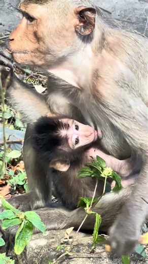 The baby cute monkey told her mother does not take a pitcher if I was no food for them. #babymonkey