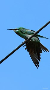 Blue-cheeked bee-eater | 𝐍𝐚𝐭𝐮𝐫𝐞 𝐏𝐡𝐨𝐭𝐨𝐬 𝐁𝐨𝐨𝐤