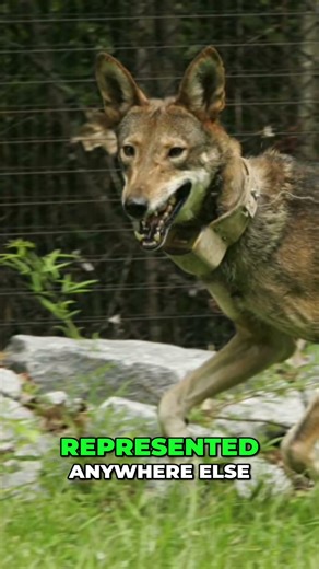Ghost Wolves -Mysterious Red Wolf Relatives Found!