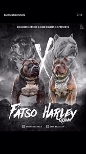 We’re very excited to confirm Fatsos first litter is coming soon. We want to thank @bullrushkennels and @loco.bullies.tx for using Fatso in their program. We’re all super excited for this litter. #Only the best #viral #beautifulpuppies #oneofakind #stud #dogsofinstagram #dontbullymybreed #bulliesofinstagram #shortbackwidestack #xlbullies #bullylove #knobullies #bullrushkennels #locobulliestx | Antonio Soto