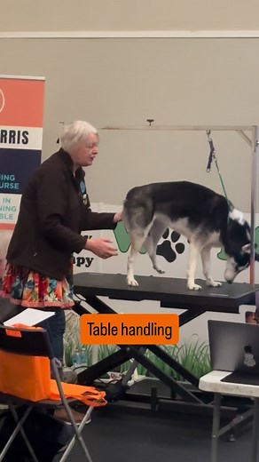 👉Table handling snippet from yesterday’s Kind Hands Tour. Simple courtesy, warning the dog of your intention to lift a leg helps them adjust their lateral stability and remain comfortable and confident on the table. #dogs #doggrooming #doggroomers #doglover | Julie Harris Dog Grooming Education
