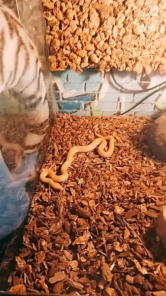 Feeding African House Snake - Reptile Feeding Tips