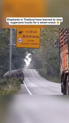 901K views · 590 reactions | In parts of Thailand, elephants have...