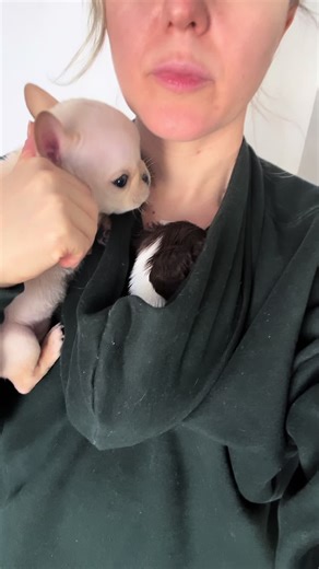 Cuddle Your Puppy: Hoodie Hack for Maximum Snuggles