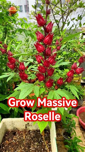 Secrets to Growing Massive Roselle at Home #Shorts