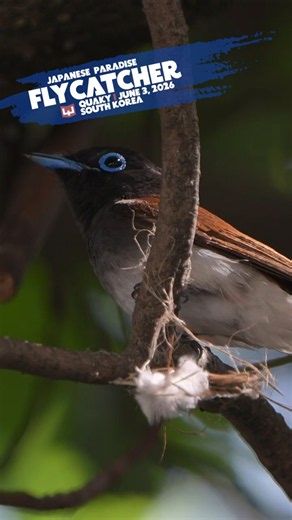 Japanese Paradise flycatcher | 긴꼬리딱새 | birdwatching