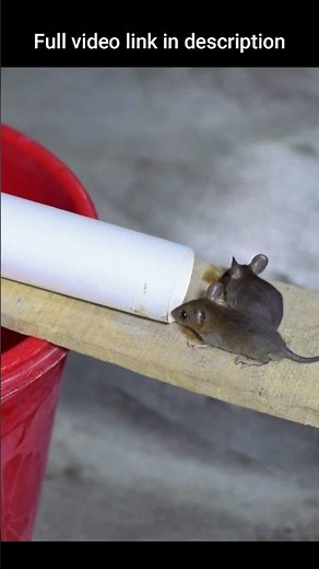 Easy Mouse/Rat Trap Bucket #shorts #mousetrap