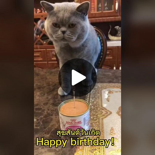 pet cat 62: happy birthday to you！#cat #cats #pet #pets #catsoftiktok #bluecat #cat@TikTok @TikTok Thailand @tiktokglobal