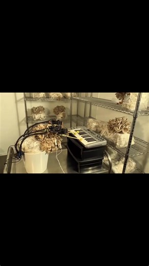 33K views · 350 reactions |  Mushroom party  An engineer and an...