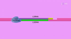 Video: Non-LTR Retrotransposons