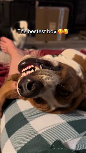 Eeyore&Friends on TikTok