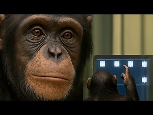 Chimp vs Human: The Battle of Brains – Who Really Wins?