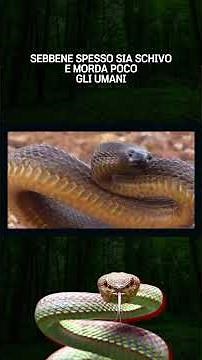 Top 10 Most Poisonous Snakes in the World (Part 2)