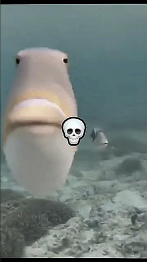 Best Fish edit #fish #meme #shorts