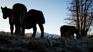 Horses, Nature, Landscape. Free Stock Video