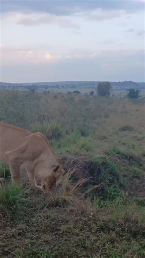 Nice African Adventure and Safaris on Instagram: "Karibu Tanzania! 🇹🇿 Come and experience the magic of African safaris — from the endless plains of Serengeti to the wonders of Ngorongoro Crater. Witness the Big Five, stunning landscapes, and unforgettable sunsets. Your adventure of a lifetime starts here! 🌍🦁✨ Be connected with Nice African Adventure and Safaris Whatsapp+255742235772 Email info@niceafricanadventure.com #VisitTanzania #TanzaniaSafari #Serengeti #NgorongoroCrater #AfricanAdvent