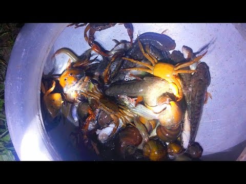 Night Fishing Adventure | Catching Fish, Crabs & Shells in the River