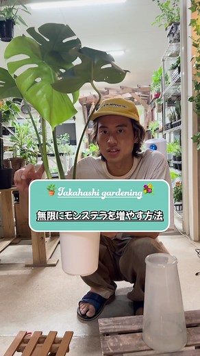 横に伸びたモンステラの改善方法紹介