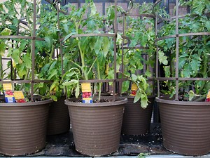 How to Grow Tomatoes in Containers