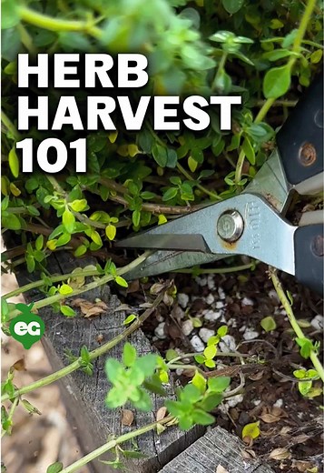 Essential Herb Harvesting Tips for a Thriving Garden