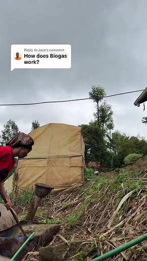 Replying to @Jose dont mind my voice or the voice over if iko kila mahali#homebiogas #rural #rurallife #ruraltiktok