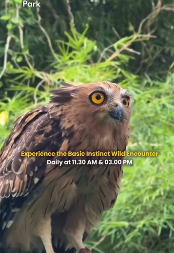 Experience Wildlife at Bali Bird Park's Basic Instinct