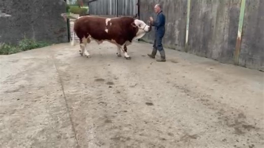 🟥✨POLLED SIMMENTAL, HEPPLEWHITE PRINCE 23 (PP), AT STIRLING BULL SALE ON 20TH OCTOBER!🟥✨ 🐂It’s going to be a busy few days on Facebook profiling all of the quality Simmental bulls and heifers heading to the Stirling Simmental Sale at United Auctions on Monday 20th October. 💥Tonight’s featured bull is the homozygous polled Hepplewhite Prince 23 (PP), from John & Olive June Trafford, Springfield, Greysouthern, Cockermouth. ✅Homozygous polled sire and dam, Prince 23 (PP) is by Highcross Matador