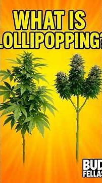 Why Every Grower Lollipops Their Plants (And You Should Too)