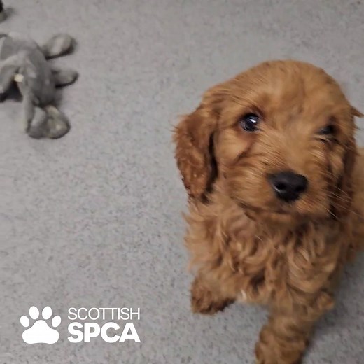 Our team helped all these puppies to recover. But this is just one story, one day. To rescue more animals, we need donations. | Scottish SPCA