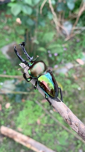 蔡皓宇｜昆蟲攝影｜養蟲日常 on Instagram: "✨✨✨ Goliathus goliatus #歌利亞大角花金龜 #大王花金龜 Propomacrus davidi #大衛長臂金龜 Allotopus rosenbergi #羅森伯基黃金鬼鍬形蟲 Chalcosoma atlas hesperus #亞特拉斯南洋大兜蟲 Phalacrognathus muelleri #彩虹鍬形蟲 Chrysochroa fulgidissima #彩豔吉丁蟲 ——————————————— #insects #beetles #stagbeetle #flowerbeetle #jewelbeetle #insect_perfection #colorfulinsects #reels #insectphotography #昆虫写真 #甲蟲 #鍬形蟲 #昆蟲攝影"