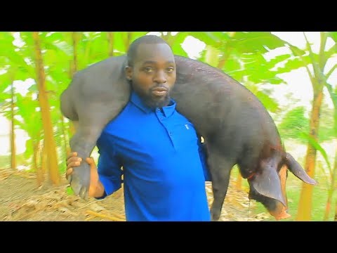 Mushirw agiye guteka ingurube yose noneho karabaye
