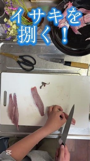 イサキを捌く！