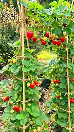 Growing Strawberries at Home: Tips from JamesDIYLab