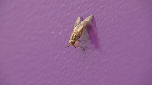 Greenhead flies take over North Shore beaches