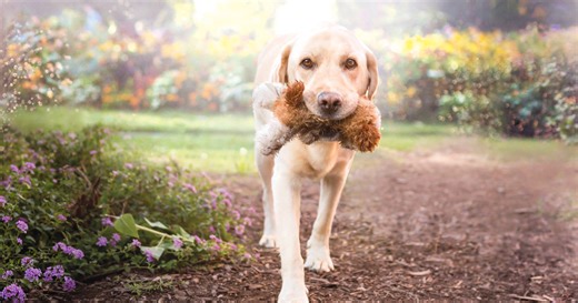 Walter lives on: Richmond’s beloved Weather Dog honored with memorial in CBS 6 Weather Garden