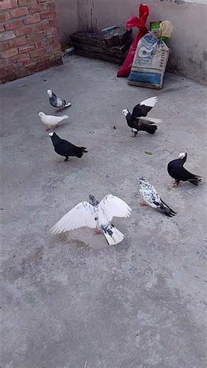 beautiful 😍 pigeon flying #foryou #kabootarba #trending #birdspecies #viralvideo #foryou