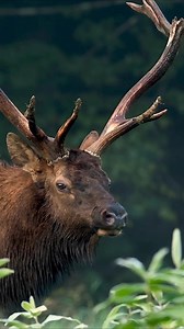 14K views · 663 reactions | Bull elk bugling | Harry Collins Photography | Facebook