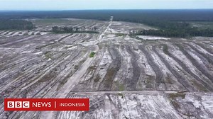 Food estate: Perkebunan singkong mangkrak, ribuan hektare sawah tak kunjung panen di Kalimantan Tengah - BBC News Indonesia