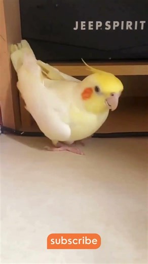 Layed an egg but it won't hatch 😃😃 #parrot #parrots #funny #funnybirds #cute #cockatiel #shorts