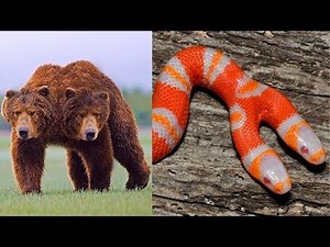 10 Weird Two Headed Animals!