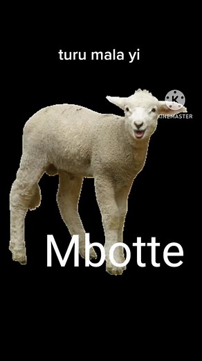 Noms des animaux domestiques en Wolof - Part 1